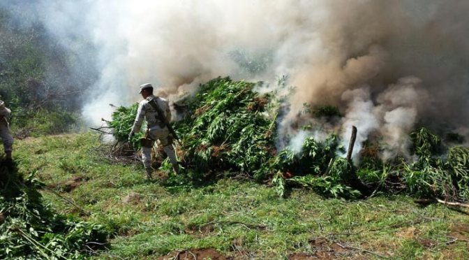 Ejército Mexicano destruyó en San Quintín dos plantíos de marihuana